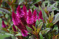 Intenz Dark Purple Celosia (Celosia 'Spitenz Dark') at Lakeshore Garden Centres