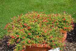 Superbells Cardinal Star Calibrachoa (Calibrachoa 'USCAL69404') at A Very Successful Garden Center