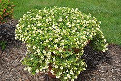 Million Bells Butter Pop Calibrachoa (Calibrachoa 'Million Bells Butter Pop') at Lakeshore Garden Centres