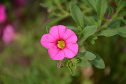 Kabloom Deep Pink Calibrachoa (Calibrachoa 'Kabloom Deep Pink') at Lakeshore Garden Centres