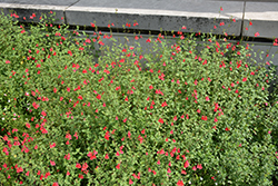 Free Speech Sage (Salvia microphylla 'Free Speech') at Lakeshore Garden Centres