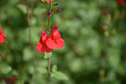 Free Speech Sage (Salvia microphylla 'Free Speech') at Lakeshore Garden Centres