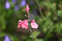 Syracuse Sage (Salvia microphylla 'Syracuse') at Lakeshore Garden Centres