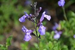 Gleneden Sage (Salvia microphylla 'Gleneden') at Lakeshore Garden Centres