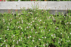 Elmira Sage (Salvia microphylla 'Elmira') at Lakeshore Garden Centres