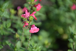 Berkeley Barb Sage (Salvia microphylla 'Berkeley Barb') at Lakeshore Garden Centres