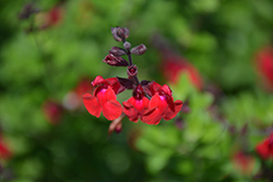 Flame Autumn Sage (Salvia greggii 'Flame') at Lakeshore Garden Centres