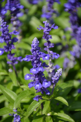 Midnight Candle Salvia (Salvia farinacea 'Midnight Candle') at Lakeshore Garden Centres