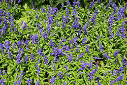 Midnight Candle Salvia (Salvia farinacea 'Midnight Candle') at Lakeshore Garden Centres