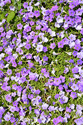 Supertunia Blue Skies Petunia (Petunia 'KL1117mut1') at A Very Successful Garden Center