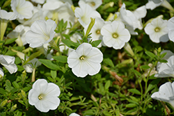 Supertunia White Charm Petunia (Petunia 'Supertunia White Charm') at Lakeshore Garden Centres