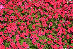 Supertunia Vista Paradise Petunia (Petunia 'BBTUN98901') at Lakeshore Garden Centres