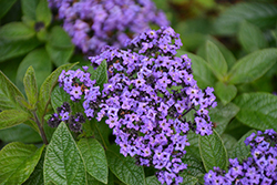 Atlanta Heliotrope (Heliotropium arborescens 'Atlanta') at Lakeshore Garden Centres