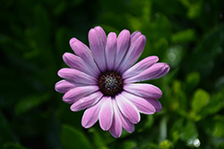 Bright Lights Pink African Daisy (Osteospermum 'INOSTEPINK') at Lakeshore Garden Centres