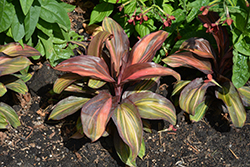 Cherry Cordial Hawaiian Ti Plant (Cordyline terminalis 'Cherry Cordial') at Lakeshore Garden Centres