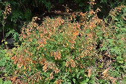 Apricot Sprite Hyssop (Agastache aurantiaca 'Apricot Sprite') at Lakeshore Garden Centres