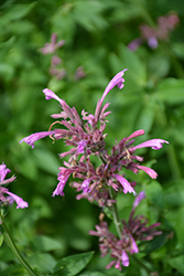 Sangria Mexican Hyssop (Agastache mexicana 'Sangria') at Lakeshore Garden Centres