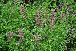Sangria Mexican Hyssop (Agastache mexicana 'Sangria') at Lakeshore Garden Centres