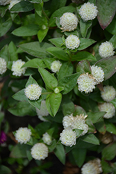Ping Pong White Globe Amaranth (Gomphrena globosa 'Ping Pong White') at Lakeshore Garden Centres