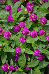 Ping Pong Purple Globe Amaranth (Gomphrena globosa 'Ping Pong Purple') at Lakeshore Garden Centres