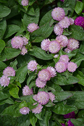 Ping Pong Lavender Globe Amaranth (Gomphrena globosa 'Ping Pong Lavender') at Lakeshore Garden Centres