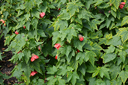 Lucky Lantern Red Abutilon (Abutilon 'NUABRED') at Lakeshore Garden Centres
