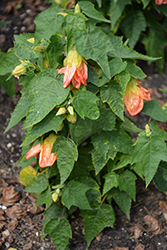 Lucky Lantern Tangerine Abutilon (Abutilon 'NUABTANG') at Lakeshore Garden Centres