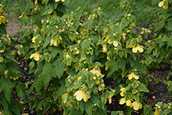 Lucky Lantern Yellow Abutilon (Abutilon 'NUABYELL') at Lakeshore Garden Centres