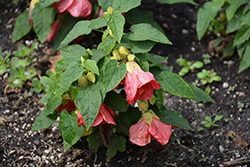 Patio Lantern Passion Abutilon (Abutilon 'NUABPAS') at Lakeshore Garden Centres