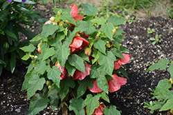 Patio Lantern Passion Abutilon (Abutilon 'NUABPAS') at Lakeshore Garden Centres