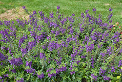 Angelface Blue Angelonia (Angelonia angustifolia 'ANBLU140') at Lakeshore Garden Centres