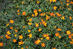 Bidy Boom Wildfire Bidens (Bidens 'Bidy Boom Wildfire') at Lakeshore Garden Centres
