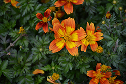 Bidy Bop Blaze Bidens (Bidens 'Bidy Bop Blaze') at Lakeshore Garden Centres