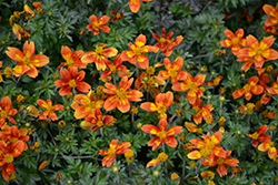 Bidy Bop Blaze Bidens (Bidens 'Bidy Bop Blaze') at Lakeshore Garden Centres