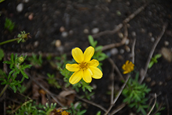 Bidy Gonzales Big Bidens (Bidens 'Bidy Gonzales Big') at Lakeshore Garden Centres
