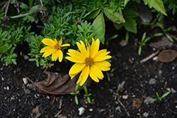 Bidy Gonzales Top Bidens (Bidens 'Bidy Gonzales Top') at Lakeshore Garden Centres