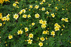 Cupcake Banana Cream Bidens (Bidens 'TMBI 1105') at Lakeshore Garden Centres