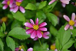 Cupcake Strawberry Bidens (Bidens 'TMBI 1209') at Lakeshore Garden Centres