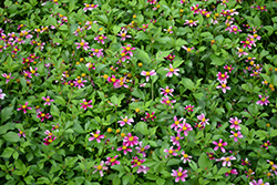 Cupcake Strawberry Bidens (Bidens 'TMBI 1209') at Lakeshore Garden Centres