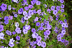 Evening Scentsation Petunia (Petunia 'Evening Scentsation') at Lakeshore Garden Centres