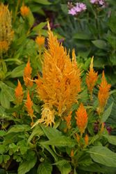 Fresh Look Yellow Celosia (Celosia 'Fresh Look Yellow') at Lakeshore Garden Centres
