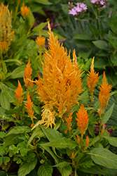 Fresh Look Yellow Celosia (Celosia 'Fresh Look Yellow') at Mainescape Nursery