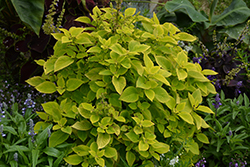 Premium Sun Lime Delight Coleus (Solenostemon scutellarioides 'Lime Delight') at Lakeshore Garden Centres
