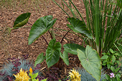 Royal Hawaiian Hawaiian Punch Elephant Ear (Colocasia esculenta 'Hawaiian Punch') at Lakeshore Garden Centres