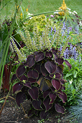 Premium Sun Dark Chocolate Coleus (Solenostemon scutellarioides 'Dark Chocolate') at Lakeshore Garden Centres