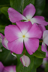 Mega Bloom Orchid Halo Vinca (Catharanthus roseus 'Mega Bloom Orchid Halo') at Lakeshore Garden Centres