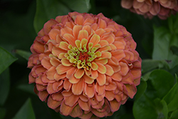 Queeny Lime Orange Zinnia (Zinnia 'Queeny Lime Orange') at Lakeshore Garden Centres