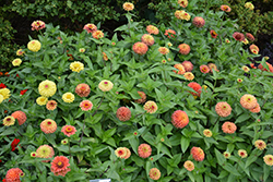 Queeny Lime Orange Zinnia (Zinnia 'Queeny Lime Orange') at Lakeshore Garden Centres