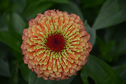 Queeny Lime Orange Zinnia (Zinnia 'Queeny Lime Orange') at Lakeshore Garden Centres