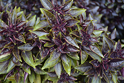 Red Ball Basil (Ocimum basilicum 'Red Ball') at Lakeshore Garden Centres